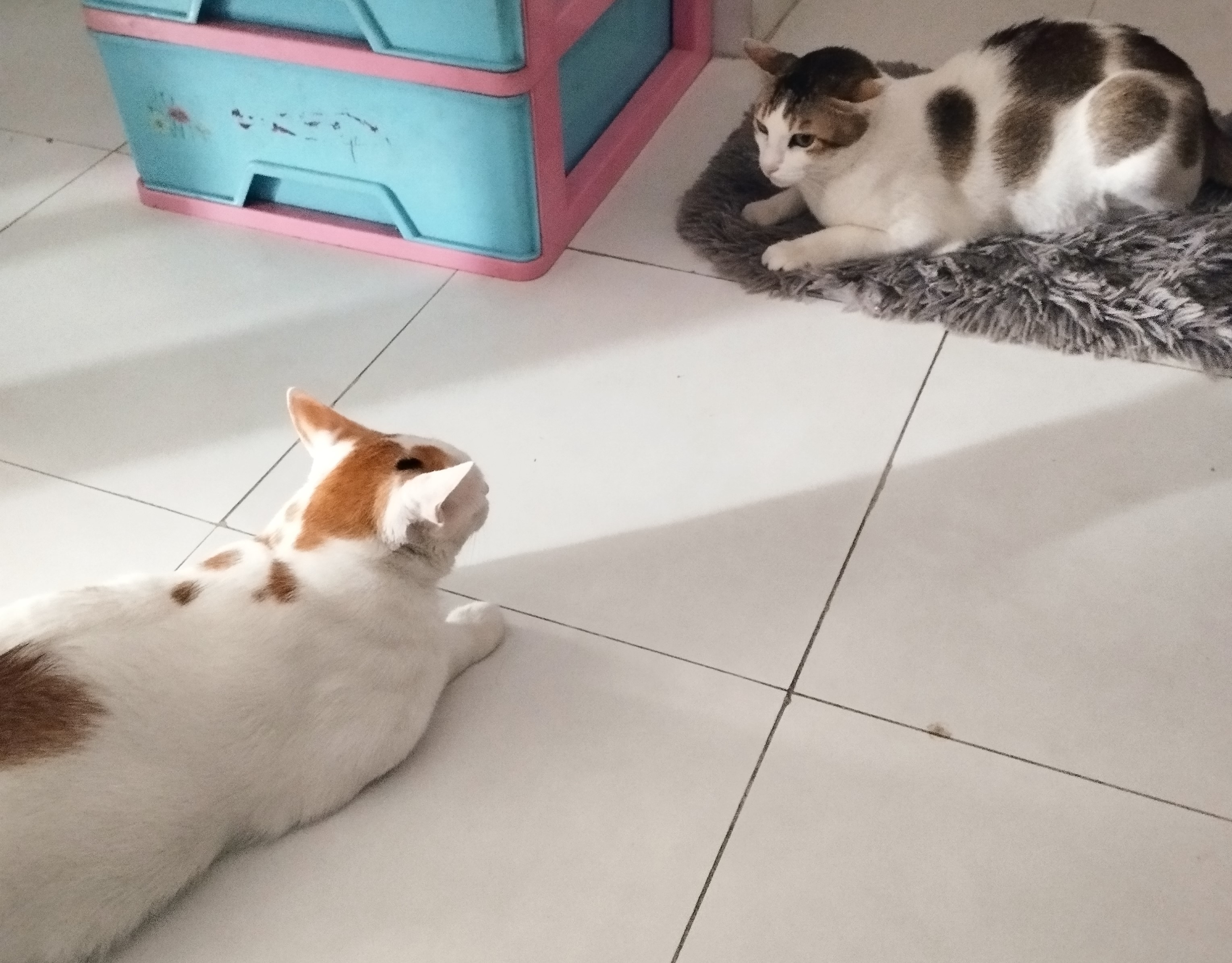 Both cats