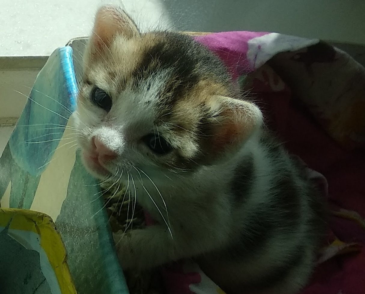 Lochon as kitten