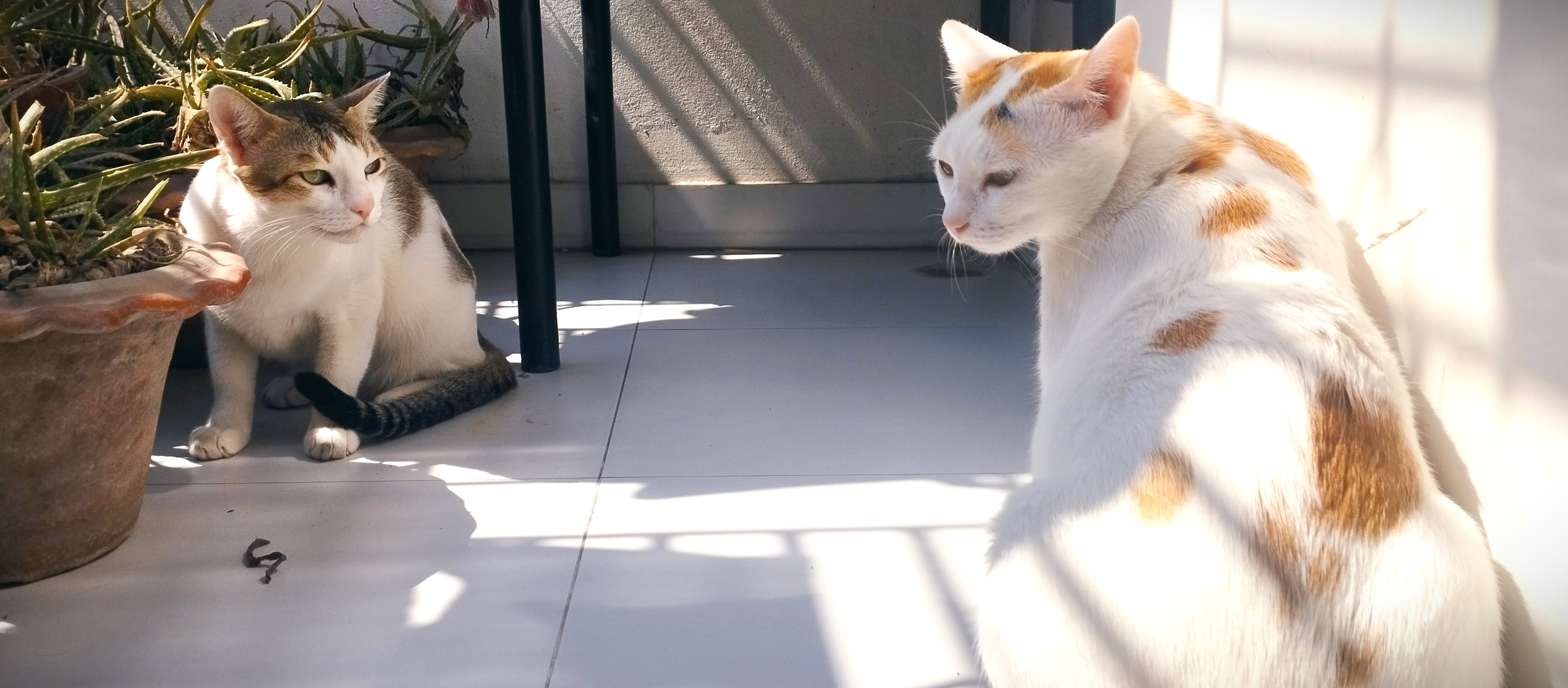 Both cats